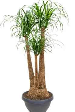 Beaucarnea recurvata - Olifantenpoot