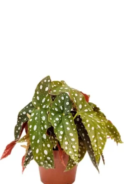 Begonia Maculata - Stippenbegonia
