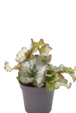 Begonia Rex Escargot - Stekje