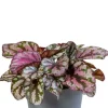 Begonia Rex Hugh McLauchlan - Stekje
