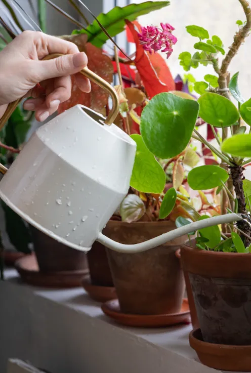 Biologische bestrijding rouwvliegjes
