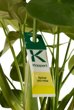 Biologische bestrijding spint (5 stuks)