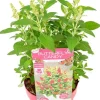 Buddleja Butterfly Candy 'Little Ruby' - Vlinderstruik