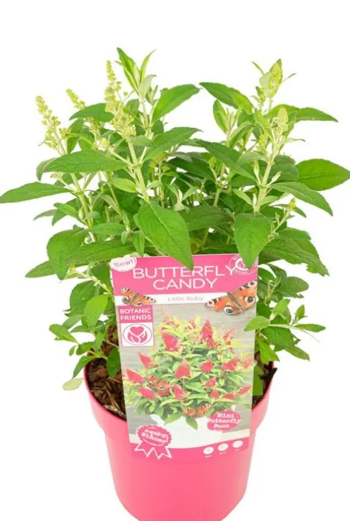 Buddleja Butterfly Candy 'Little Ruby' - Vlinderstruik