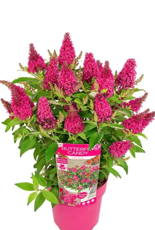 Buddleja Butterfly Candy 'Little Ruby' - Vlinderstruik