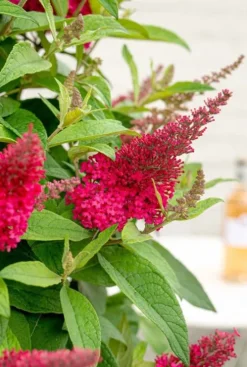 Buddleja Butterfly Candy 'Little Ruby' - Vlinderstruik