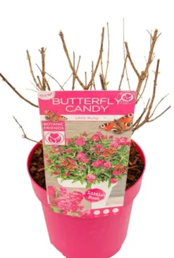Buddleja Butterfly Candy 'Little Ruby' - Vlinderstruik
