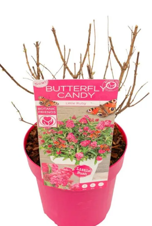 Buddleja Butterfly Candy 'Little Ruby' - Vlinderstruik