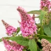 Buddleja Butterfly Candy 'Little Pink' - Vlinderstruik