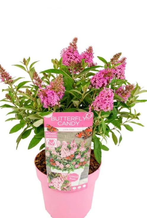 Buddleja Butterfly Candy 'Little Pink' - Vlinderstruik