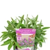 Buddleja Butterfly Candy 'Little Purple' - Vlinderstruik