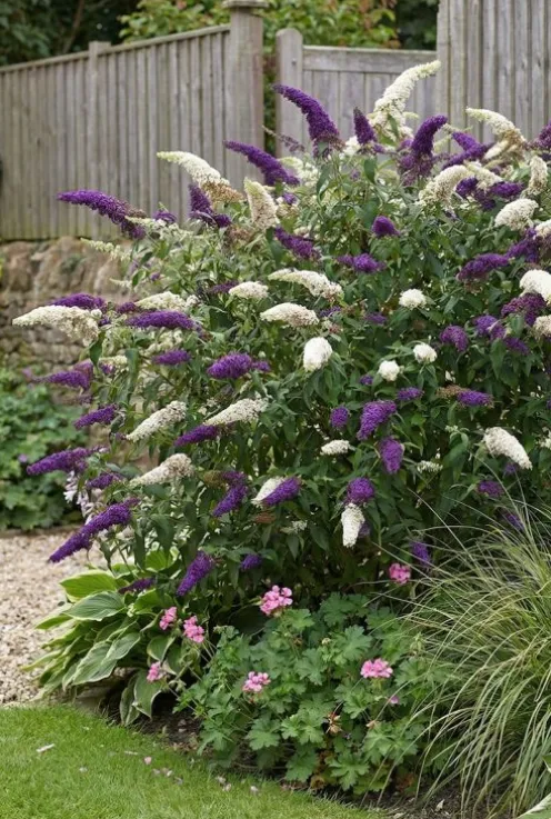 Buddleja davidii 'DUO purple/white' - Vlinderstruik