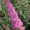 Buddleja davidii 'Pink Delight' - Vlinderstruik