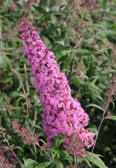 Buddleja davidii 'Pink Delight' - Vlinderstruik