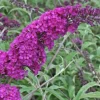 Buddleja davidii 'Royal Red' - Vlinderstruik