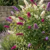 Buddleja davidii 'Tricolor' - Vlinderstruik