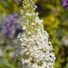 Buddleja davidii 'White Profusion' - Vlinderstruik