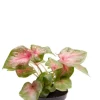 Caladium Casey - Stekje