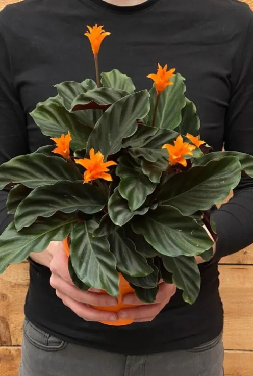 Calathea Crocata - Pauwenplant