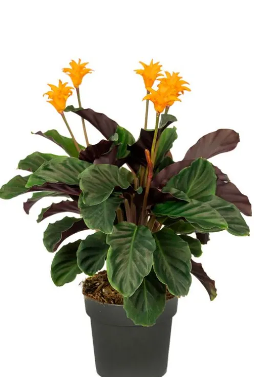 Calathea Crocata - Pauwenplant