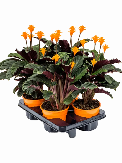 Calathea Crocata - Pauwenplant