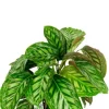 Calathea Flamestar - Pauwenplant