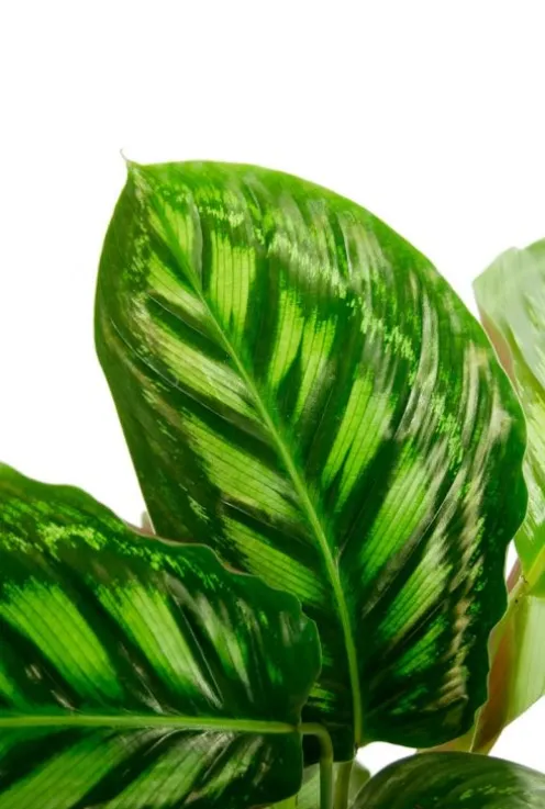 Calathea Flamestar - Pauwenplant