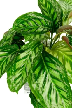 Calathea Flamestar - Pauwenplant