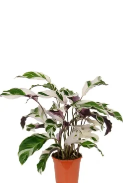 Calathea Fusion White - Pauwenplant