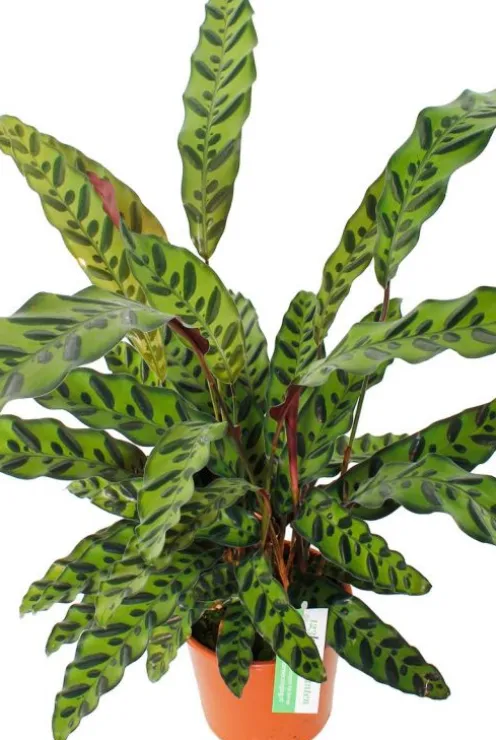 Calathea insignis - Pauwenplant