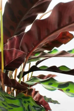 Calathea insignis - Pauwenplant