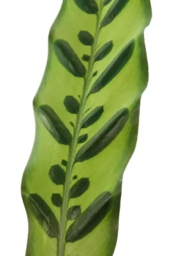 Calathea insignis - Pauwenplant
