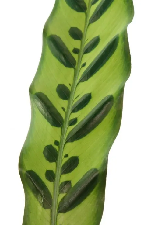 Calathea insignis - Pauwenplant