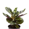 Calathea Lancifolia - Stekje