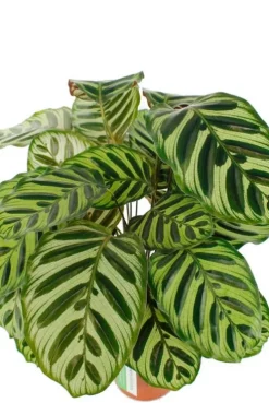 Calathea Makoyana - Pauwenplant