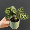 Calathea Makoyana - Stekje