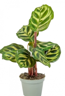 Calathea Makoyana - Stekje