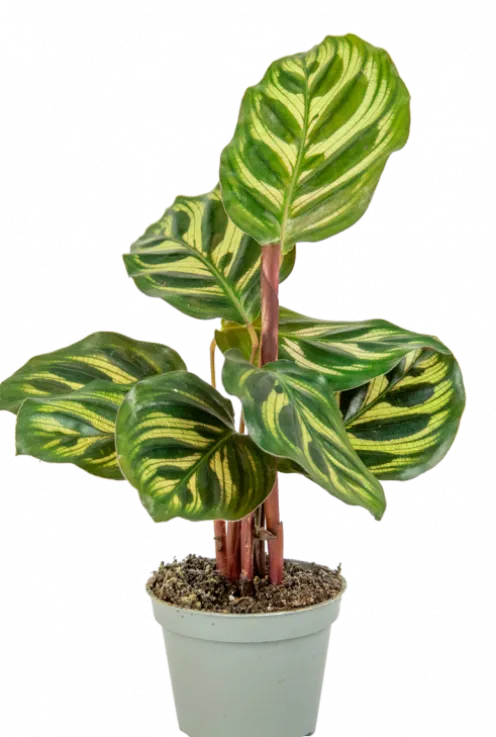 Calathea Makoyana - Stekje