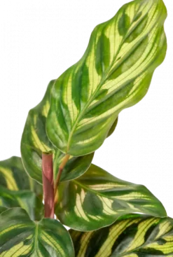 Calathea Makoyana - Stekje