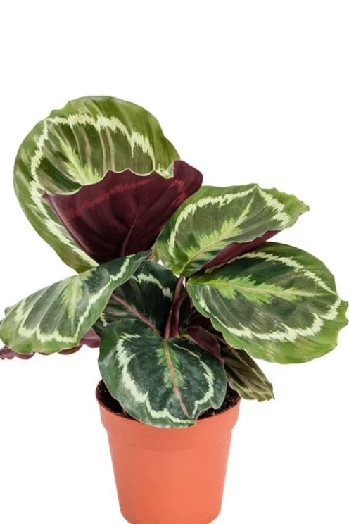 Calathea Medallion - Pauwenplant