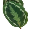 Calathea Medallion - Pauwenplant
