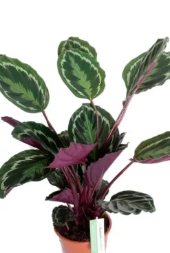 Calathea Medallion - Pauwenplant