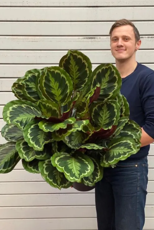 Calathea Medallion - Pauwenplant