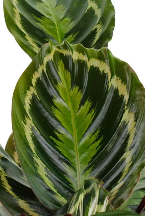 Calathea Medallion - Pauwenplant