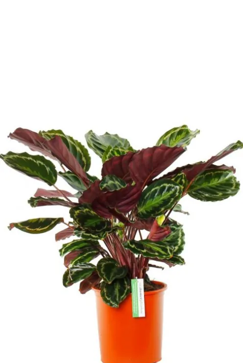 Calathea Medallion - Pauwenplant