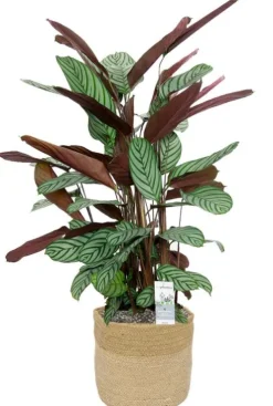 Calathea oppenheimiana in mand - Pauwenplant