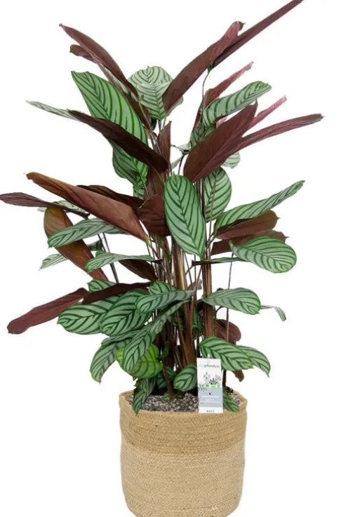 Calathea oppenheimiana in mand - Pauwenplant