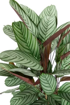 Calathea oppenheimiana in mand - Pauwenplant
