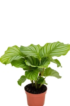 Calathea orbifolia - Pauwenplant