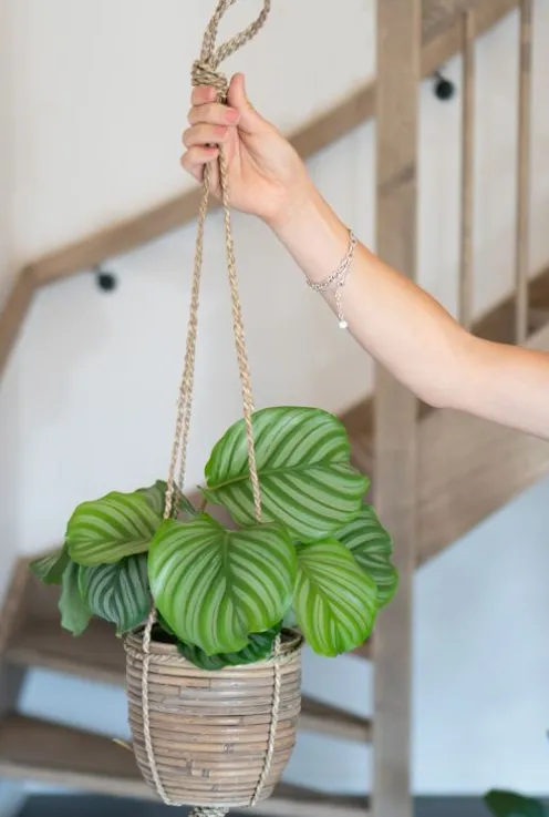 Calathea orbifolia - Pauwenplant